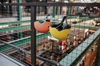 SCOOTANDRIDE Kask S-M dla dzieci  3+ Lemon